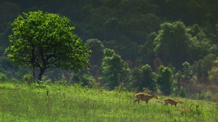 Female White-tailed Deer in a field of tall grassの写真素材