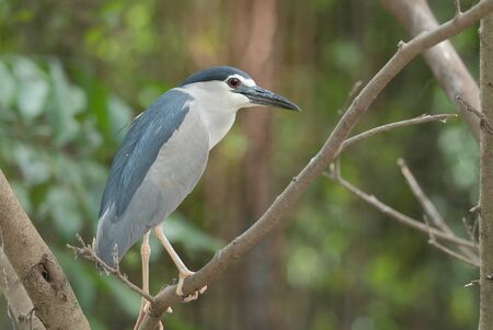  Black-Crowned Night-Heronの写真素材