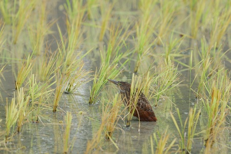 Heron in the rice field  Ardeola speciosa の写真素材