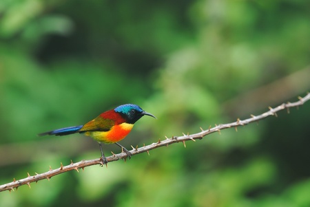 Green-tailed sunbird bird of Doi inthanon chiangmai thailandの写真素材