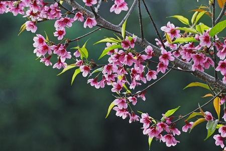 Cherry Blossom flowerの写真素材