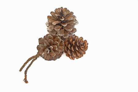 pine cones on a white background