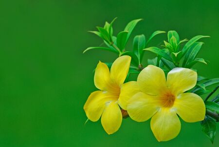 yellow flower in green backgroundの写真素材
