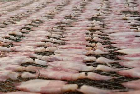 Dried squidsの写真素材