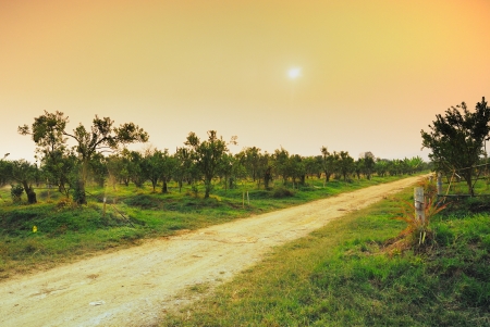 Orange farm の写真素材