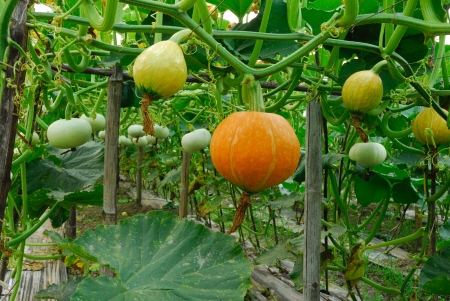 Fresh Pumpkin on treeの写真素材