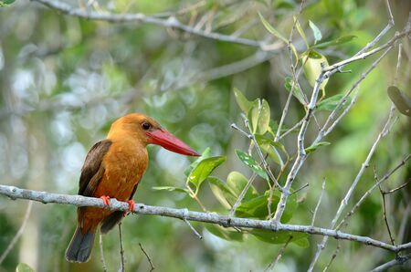 brown-winged Kingfisher Bird of Asia