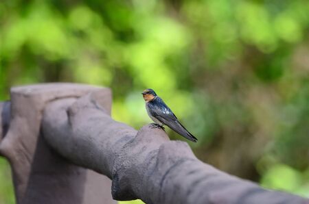 Barn Swallow ,Bird of Thailandの写真素材