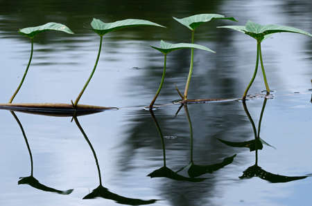 morning glory の写真素材