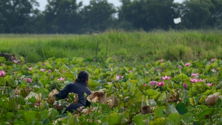 Farmer in the pond keep lotus for saleの写真素材