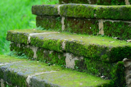concrete stair with mossの写真素材