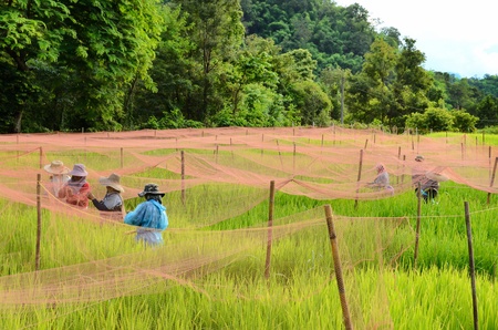 farmer pull tight  the net for protect bird in rice farmの写真素材