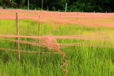 farmer pull tight  the net for protect bird in rice farmの写真素材