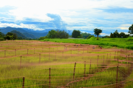 farmer pull tight  the net for protect bird in rice farmの写真素材