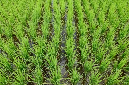Rice field farmの写真素材