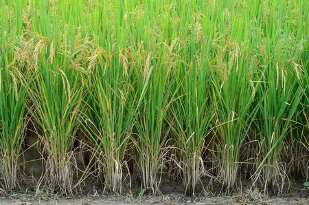 rice in farm の写真素材