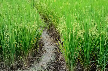 earthen dyke in rice farm or ridge in rice farm の写真素材