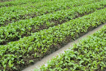 Vegetable garden ,Vegetable bed, Vegetable plot の写真素材