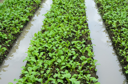 Vegetable garden ,Vegetable bed, Vegetable plot の写真素材