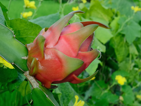 Fresh Dragon fruit on tree の写真素材