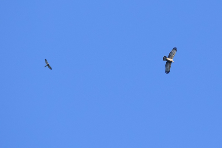 Shikra herd Oriental Honey-Buzzard in the Sky , Chiangmai Thailand