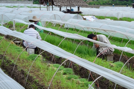 Farmers working in onion nursery farm の写真素材