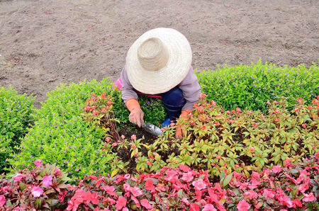 Gardener growing flower in Chiangmai Gardenの写真素材
