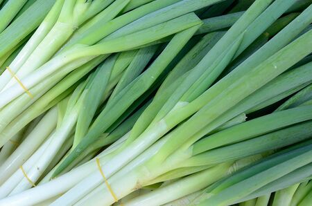 Green Shallot or Green Onions の写真素材