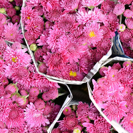 Gerbera , Barberton daisy の写真素材
