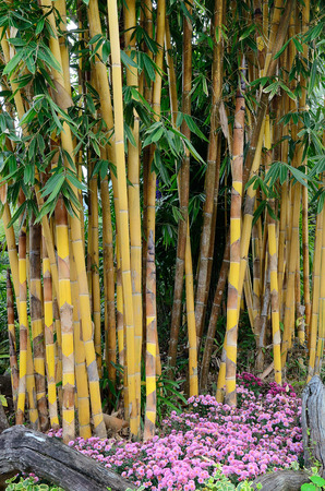 Bamboo gardenの写真素材