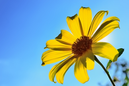 Sunflowerの写真素材
