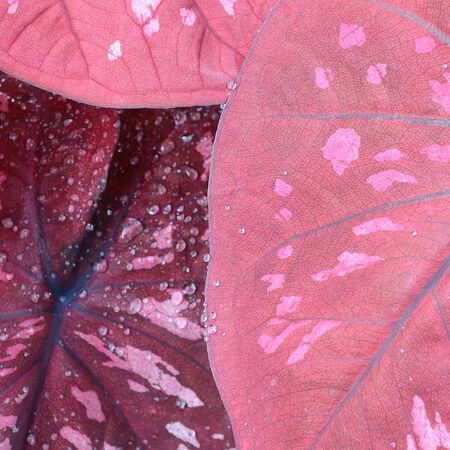 Leafy Plantsの写真素材