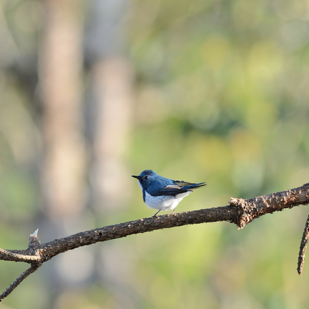 Ultramarine Flycatcher Bird ,Chiangmai の写真素材