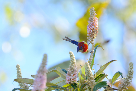 Bird name is Mrs Gould s Sunbird , Bird on flower Yummy の写真素材