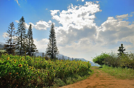 Yellow Sunflower farm の写真素材