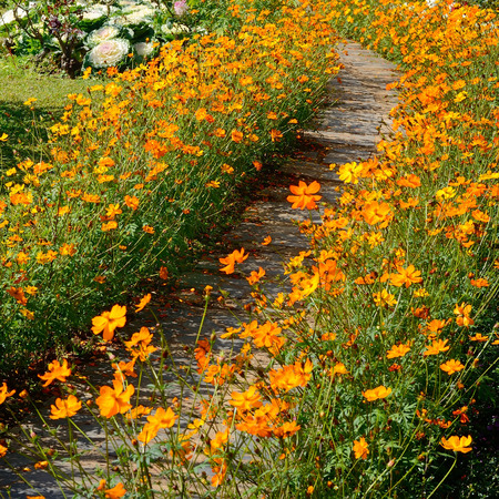 Yellow Cosmos Flower beside footpath の写真素材