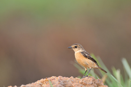 Bird on the best habitat  Pied Bushchat  in green background Thailandの写真素材