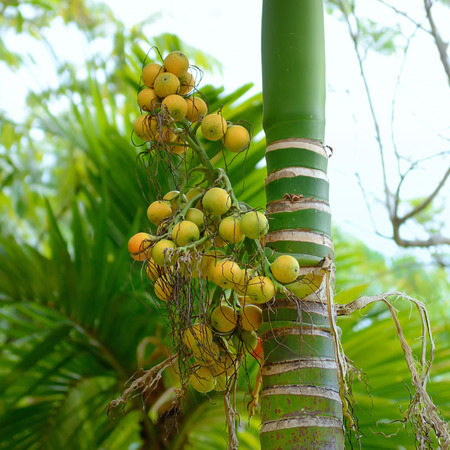 Ripe areca-nut for process palm oilの写真素材