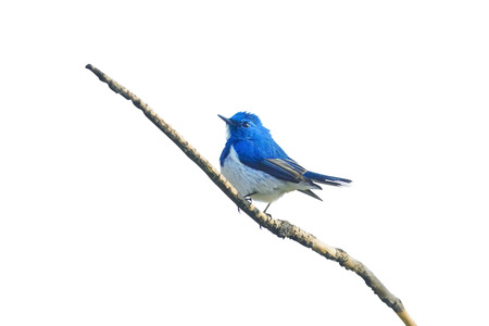 Bird   Ultramarine Flycatcher   on the best perch in isolateの写真素材