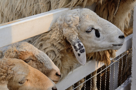 Sheep in farm wait feed foodの写真素材