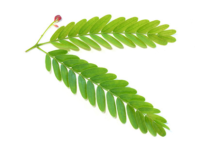 tamarind leafの写真素材