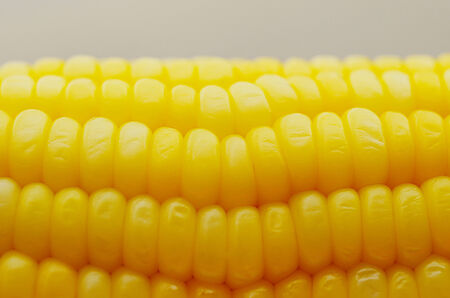 Closeup yellow sweet cornの写真素材