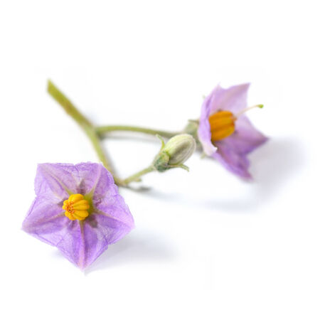 Cockroach berry s flower in white backgroundの写真素材