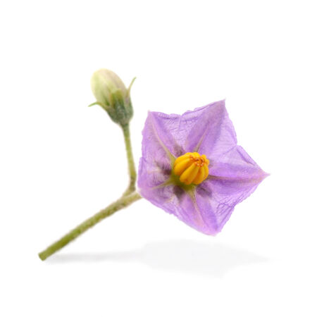 Cockroach berry s flower in white backgroundの写真素材