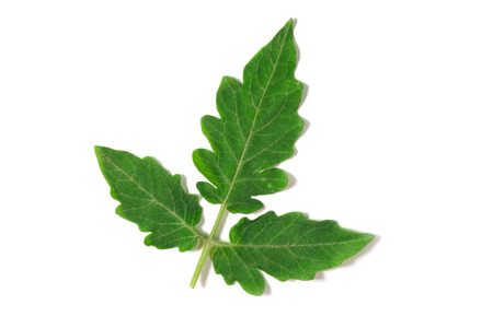 Tomato leavesの写真素材