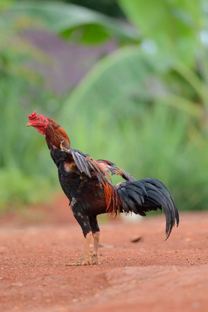 fighting cockの写真素材