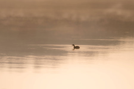 Little Grebe in pond, duck in pond with fogの写真素材