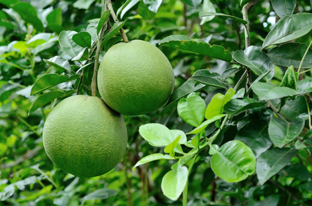 pomelo on treeの写真素材