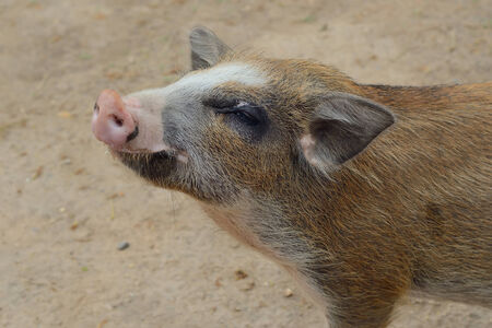 Juvinile Wild boar