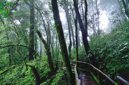 Rain forest at ang ka nature trail in doi inthanon, Chiangmai, Thailandの写真素材